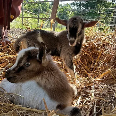 Nuovo Enrichetta Farmház *