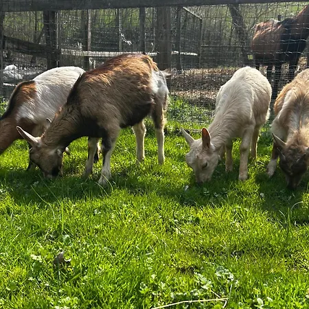 Nuovo Enrichetta Bauernhof Bettola (Emilia-Romagna)
