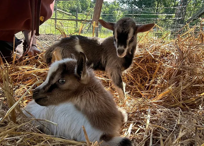 Nuovo Enrichetta Lantgård *